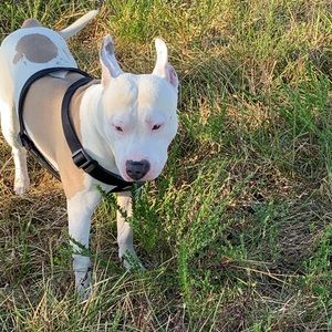 Meet your Posher, Daryl